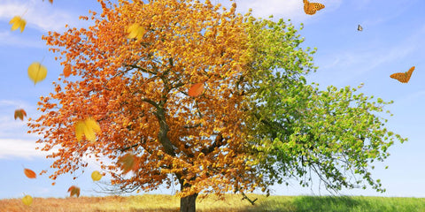 Seasonal Snack Strategies: Keeping Your Offerings Fresh
